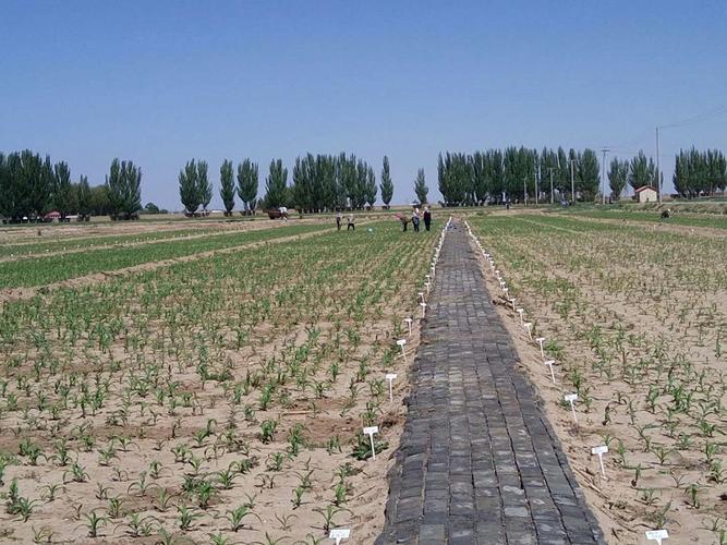 拓展玉米合作領域 保證品種試驗質量