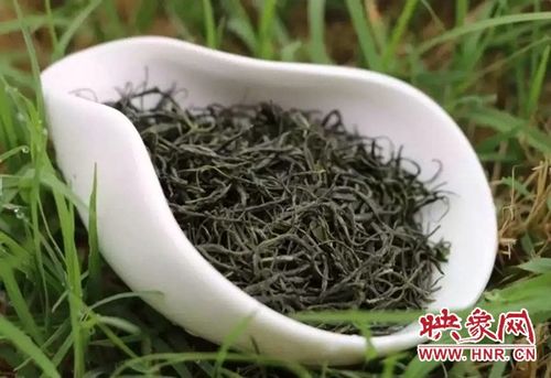 信陽毛尖采摘指數發布加強原產地產品保護工作