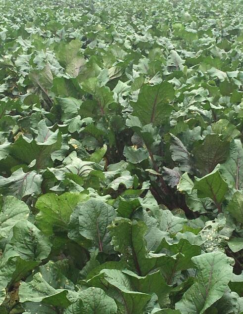 私有企業企業類型:生產型注冊地:主營產品:農業科學研究和試驗發