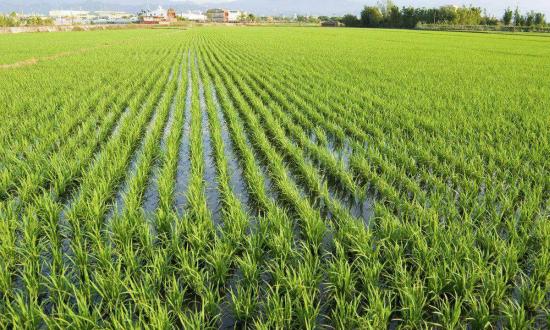 5月28日,袁隆平海水稻團隊——青島海水稻研究發展中心和袁米農業科技