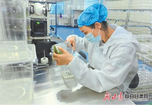 小土豆 書寫鄉村振興 大文章 甘肅做大做強馬鈴薯產業夯實糧食安全基礎