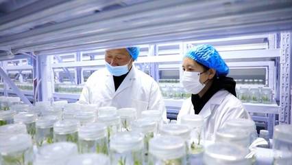 泰安新泰市:大力發(fā)展百合產(chǎn)業(yè) 打造致富美麗田園