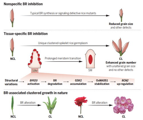 我國學(xué)者在水稻種質(zhì)資源解析與利用上取得新進(jìn)展