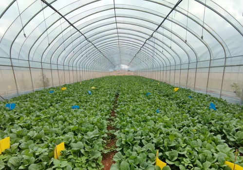 科技創(chuàng)新力助推云南高原特色有機(jī)農(nóng)業(yè)產(chǎn)業(yè)發(fā)展