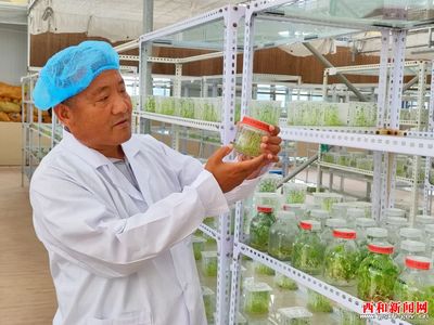 【凝神謀發展 實干興隴原--“三抓三促”行動專題報道】西和:民樂種業 實業興農