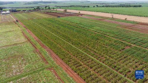 中巴農業科技合作助力高質量發展