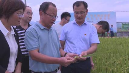 廣東早造絲苗米新品種你了解多少?看現場…