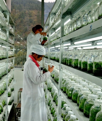 中央財(cái)政林業(yè)科技推廣示范資金廣西項(xiàng)目建設(shè)