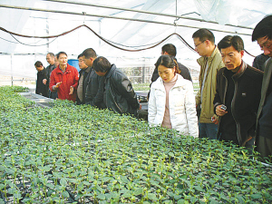 市農(nóng)科院蔬菜研究所推廣嫁接西瓜育苗