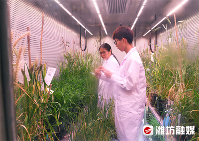 濰觀丨五年,濰坊“三農”高質量發展新答卷