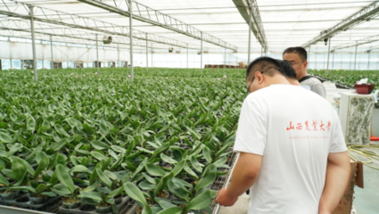 山西農業大學暑期社會實踐隊走進大同楊家窯蝴蝶蘭基地