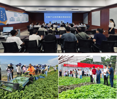甘薯專委會 | 聚智聚力 助力長江流域菜用甘薯產業高質量發展