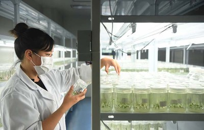 藍莓產業(yè)助力鄉(xiāng)村振興(組圖)