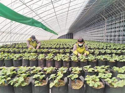 兵團各墾區(qū)大力調整產業(yè)結構打造特色高效農業(yè)