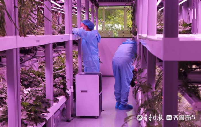 黃河三角洲農業(yè)高新技術產業(yè)示范區(qū)跑出發(fā)展加速度