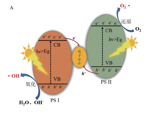 食品科學(xué) 上海市農(nóng)業(yè)科學(xué)院韓錚研究員等 基于半導(dǎo)體材料的光催化降解真菌毒素研究進(jìn)展