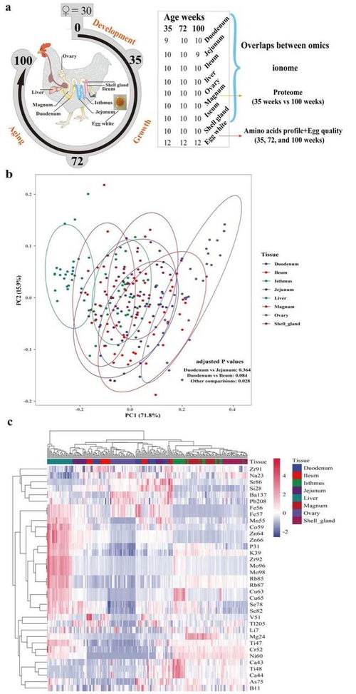 科研進展 中國農大咼于明教授團隊在調控老齡蛋雞的蛋清品質方面取得重要進展