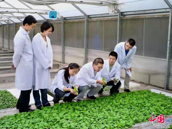 云南省煙草農業科學研究院科技創新 引領煙草產業發展