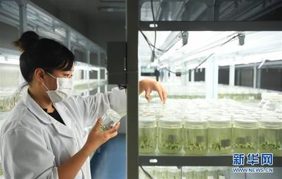 重慶南川:藍莓產業助力鄉村振興