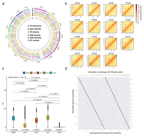 nature genetics項目文章 茶樹單體型基因組組裝揭示茶樹的演化史