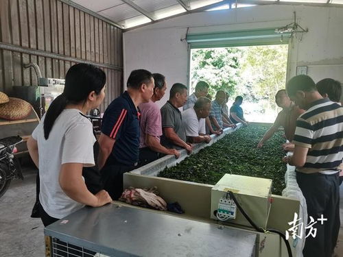 大埔縣楓朗鎮首次紅茶加工技術培訓班開班