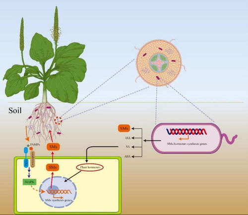 微生物調控藥用植物次級代謝積累研究進展綜述
