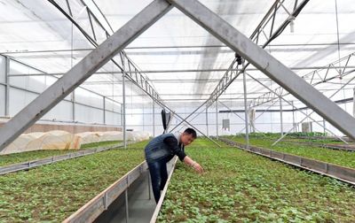 【盟市動態】從一粒種子到一片產業