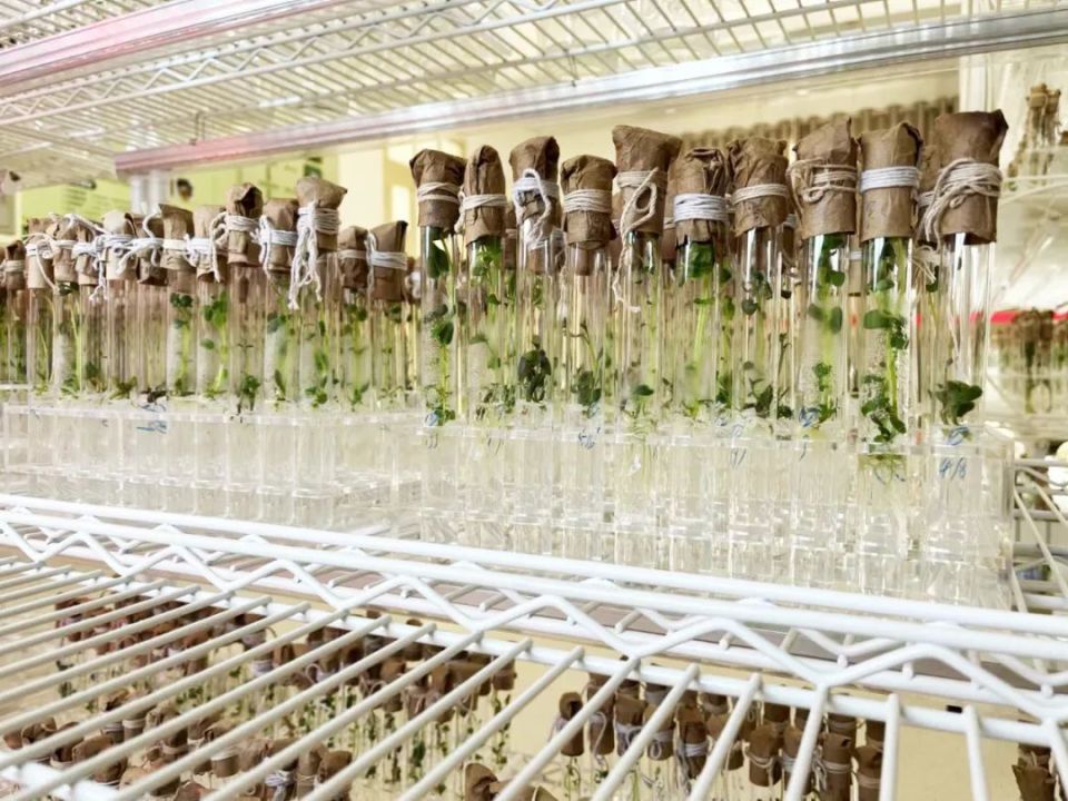 打造種業發展新高地--定西市建成百億級種子種業產業鏈