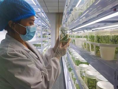 喜報!潛山市榮獲“中國瓜蔞之鄉”