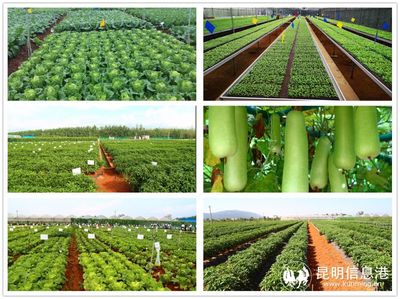 李全:扎根基層,為種子產(chǎn)業(yè)發(fā)展、農(nóng)業(yè)科研推廣奮斗40年