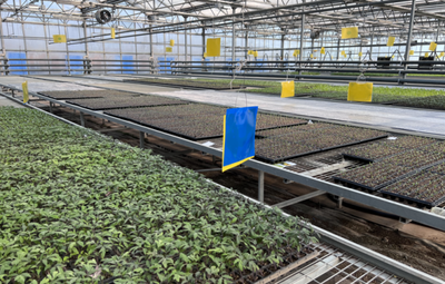 人勤春來早,延慶蔬菜大棚里奏響“春之聲”