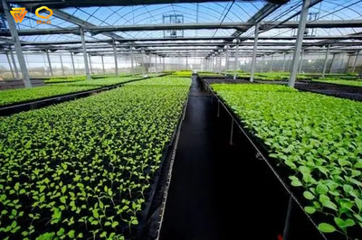 壽光市被認定為國家級區域性良種繁育基地