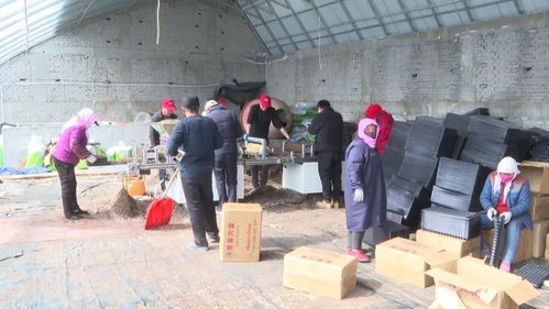 耕 新不負春 白銀景泰大棚育苗忙鳳凰網甘肅 鳳凰網
