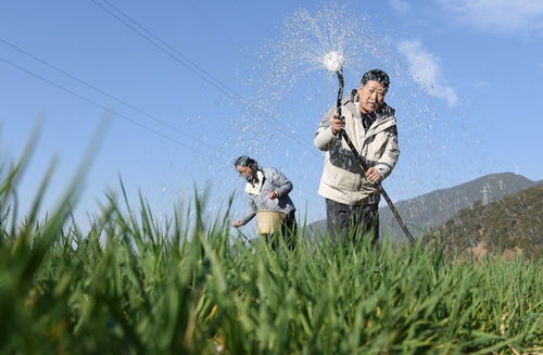 五彩春耕圖孕育云嶺豐收希望