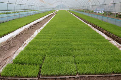 麻育秧膜助力沅江“四水農業”綠色發展