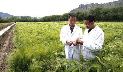 當你遠去,“青稞夢”的種子在發芽.