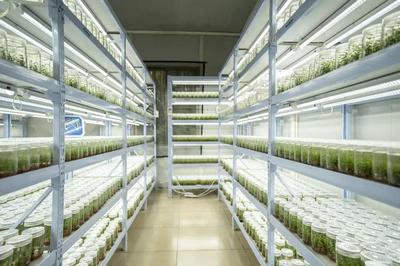 打造產(chǎn)業(yè)發(fā)展新模式!華農(nóng)團(tuán)隊研發(fā)的藍(lán)莓"大如表盤"