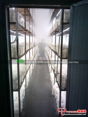 供應(yīng)容毅農(nóng)業(yè)照明LED蘑菇燈_LED燈_設(shè)備_供應(yīng)_食用菌買賣_中國食用菌商務(wù)網(wǎng)