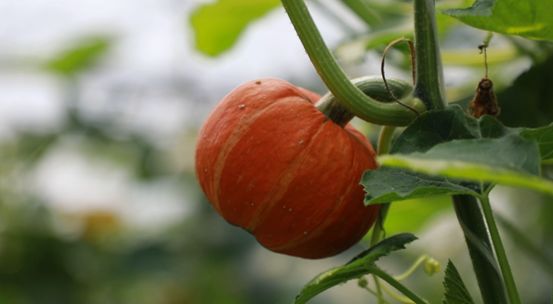 蕭山供銷聯(lián)社農(nóng)資公司:推廣為農(nóng)服務(wù)新模式,打造現(xiàn)代農(nóng)業(yè)新亮點