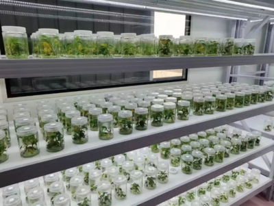 紅安瑞灃種植養(yǎng)殖合作社:三年致力于紅薯種子組培脫毒 以科技支撐農(nóng)特產(chǎn)品高質(zhì)量發(fā)展