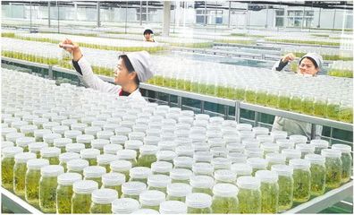 “濟麥”“登海”等形成系列品牌 山東良種打開農業創新發展新空間