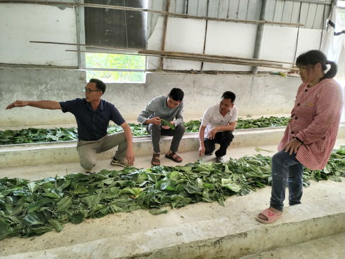 貴港市農業科學研究院桑蠶技術團隊到覃塘區開展農村生產鑒定試驗蠶品種飼養技術指導
