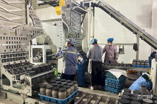 甘肅張掖 科技賦能實現扁麻菇工廠化栽培