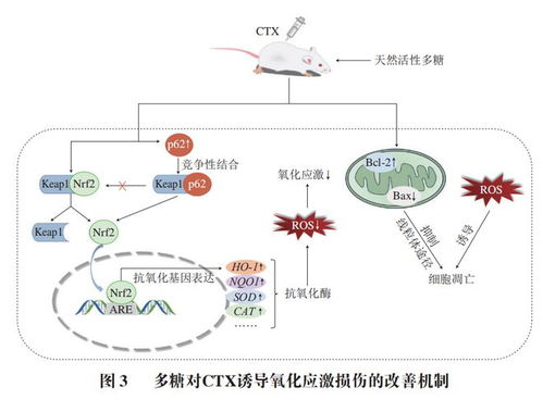 食品科學 河北農業大學郭明珠副教授等 多糖的精制及環磷酰胺減毒增效機制研究進展