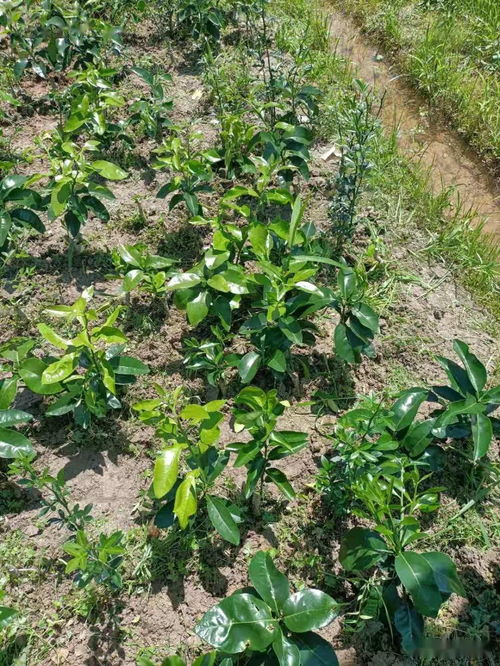 柑橘果實品質主要影響因素研究進展