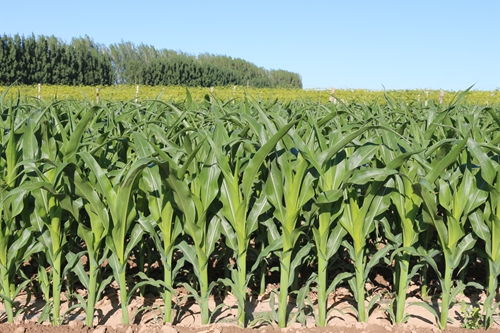 數據證實玉米增密種植可提高產量并降低碳排放