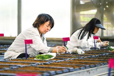 推動馬鈴薯種業高質量發展