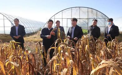 龍頭新聞:黑龍江八一農墾大學與北大荒集團和平牧場校企合作共建