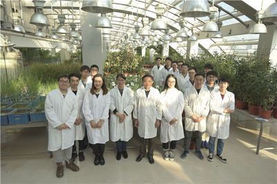 中國發現!他培育的水稻抗熱抗旱還耐鹽