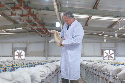 侯水生委員 我國應優先發展高質量家禽產業